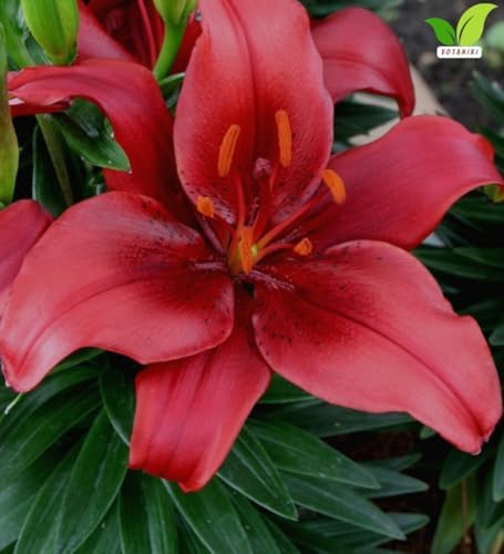 Votaniki Salinero Asiatic Lily Bulbs Deep Red Upfacing Blooms Compact Summer Flowering Lilium for Borders Containers Patio Gardens and Cut Flower Displays (Pack of 5) - Image 3
