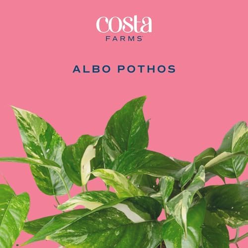 Costa Farms Albo Pothos, Live Indoor Plant, Trailing Vine, Air Purifying - Image 3