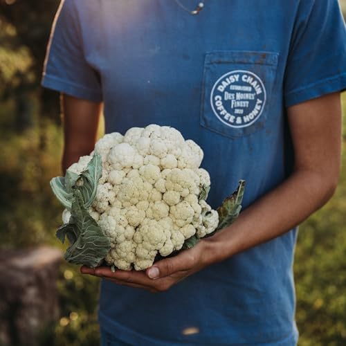All Year Round Cauliflower - 100 Cauliflower Seeds, Thresh Seed Co. - Image 6