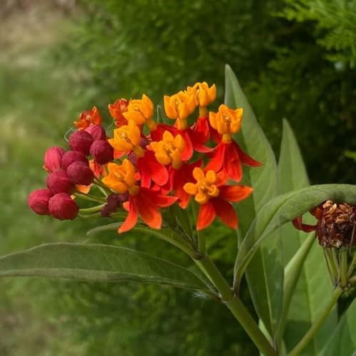 2 Tropical Milkweed Live Plants, Flowering Plant, 4-7 Inch Tall - Image 3