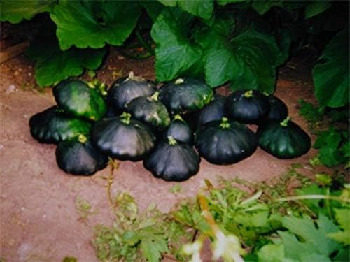 Seeds Vegetable Black Patty Pan Squash Scallop Zucchini - 5 Seeds - Image 7