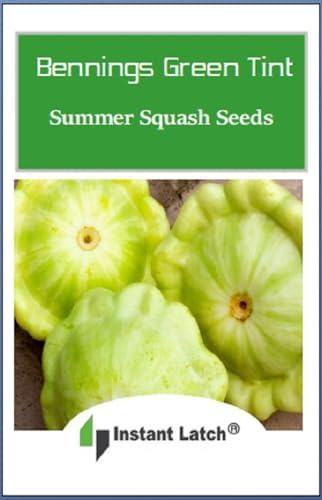 20 Bennings Green Tint Summer Squash Seeds | Non-GMO | Fresh Garden Seeds | Instant Latch - Image 2