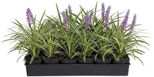 18 Pack - Liriope 'Variegated' Grass by Plants+by+Mail