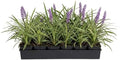 18 Pack - Liriope 'Variegated' Grass by Plants+by+Mail