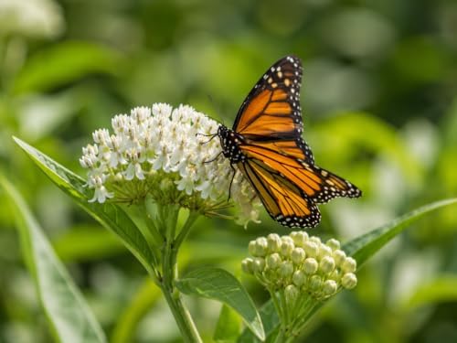 2 White Milkweed Live Plants Potted - Butterfly Milkweed Plants - Image 3