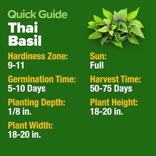 HOME GROWN Thai Basil Seeds, 876 Seeds, Ocimum basilicum var. thyrsiflora - Image 6