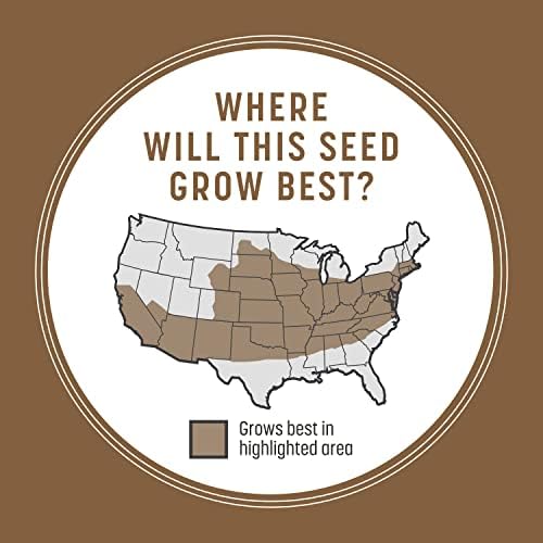 Pennington Bare Spot Repair Mix Central Grass Seeds for Lawn, 1 lb (Pack of 12) - Image 4