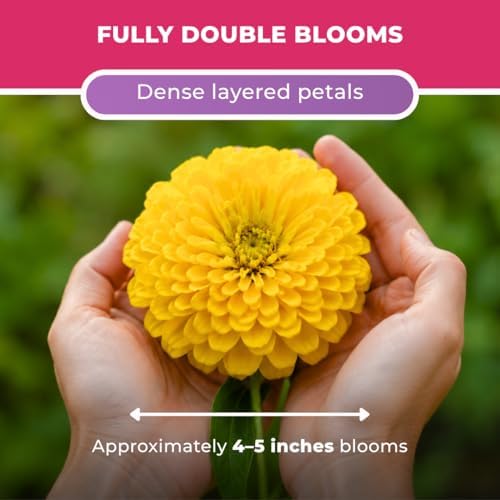 1000+ Zinnia Dahlia Seeds for Planting 2026, Double Dahlia Zinnia Elegans Seeds, Heirloom Non-GMO Mixed Color Annual Flower Seeds for Cut Flower Gardens, Borders & Containers - Image 4