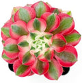 Aeonium Pink Witch Live Succulent (4" Plant Pot), Succulents Plants Live, Succulent Plants Fully Rooted, Rare House Plant for Home Office Decoration, DIY Projects, Party Favor Gift by Grow+Margo
