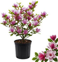 Saucer Magnolia Tree Live Plant, Fragrant Bloom Tree, 6-8 Inch Tall by AKTRD
