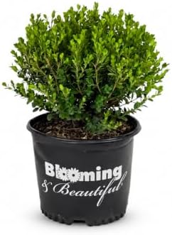 Wintergreen Boxwood, Live Evergreen Shrub, 3 Gallon by BloomingBeautiful