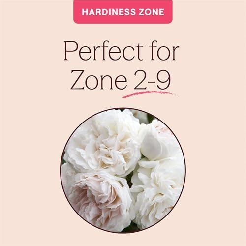 Heirloom Climbing Roses, Live Own Root Plant, Long John Silver - Image 5