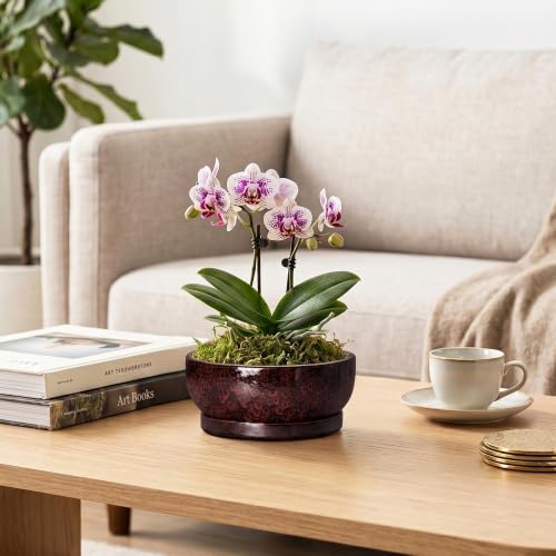 6 Inch Ceramic Succulent Planters with Saucer, Red Leopard - Image 5