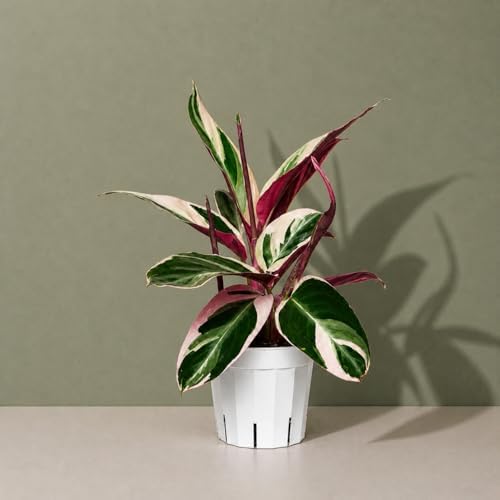 Stromanthe Triostar - Colorful Live Indoor Plant, Calathea Prayer Plant, Air Purifier & Elegant Home Decor, Ideal for Room Decor, Triostar Houseplant - Image 3
