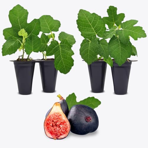 Black Mission Fig Plant (4 Pack) | Live Fruit Plant for Planting | Grow Your Own Sweet & Juicy Figs at Home | Easy to Grow & High-Yielding Tree | Perfect for Fresh Eating, Drying & Organic Gardening by FamPlants