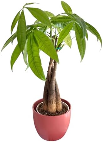 Money Tree Live Plant | 14-22 Inches Tall Bonsai | Easy to Grow Indoor Houseplant | Home, Office, or Room Decor | Birthday, Housewarming Gift (Coral) - Image 4