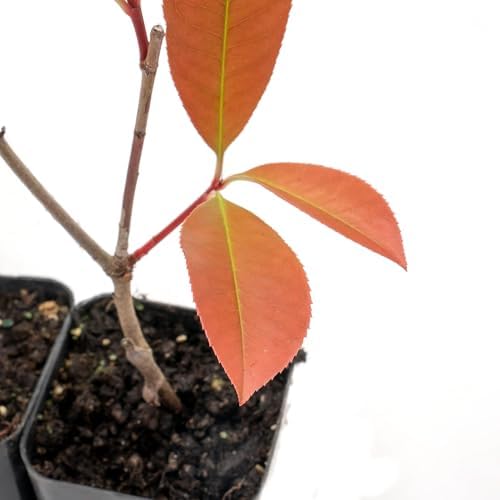 4 Red Tip Photinia, Live Plants in 3.5" Cubes (Photinia × fraseri) - Image 3