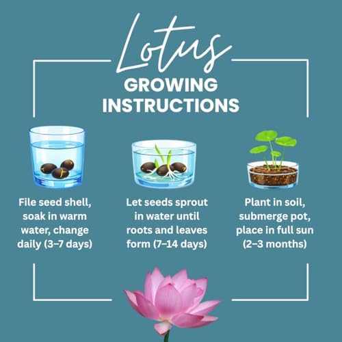 Lotus Seeds for Planting – 45 Pack Water Lotus Flower Seeds, Grow in Bowl, Koi Pond or Container, Easy Aquatic Bonsai Plants, Water Garden Flowers, Fast Sprouting, Beginner Friendly - Image 4