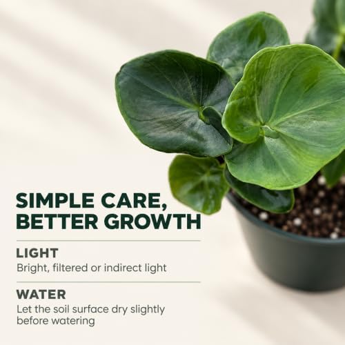 Philodendron Atom Live Plant - Rare Compact Indoor Houseplant & Leafy Gift - Image 4