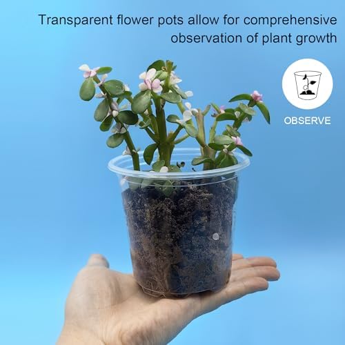 RooTrimmer 4" Clear Seeding Pots 50-Pack Round for Seeds Starting, Seeds Germination Transparent Nursery Pots with Drainage Holes (4Inch,Clear,50Pcs) - Image 3
