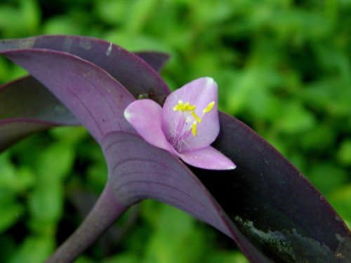 5 Cuttings Purple Heart Wandering Jew - Tradescantia Pallida Purpurea Plant - Image 3