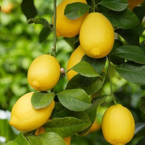 Mix Dwarf Bonsai Fruit Tree Seeds for Planting, 40+ Lemon Tree Seeds 40+ Cherry Tree 40+ Orange 40+ Apple 20+ Blueberry, Organic Fruit Seeds, 5 Variety Individual Packs - Image 3