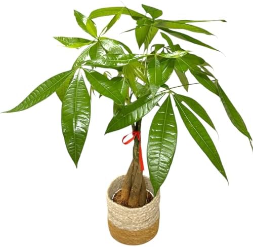 Money Tree Live Plant | 14-22 Inches Tall Bonsai | Easy to Grow Indoor Houseplant | Home, Office, or Room Decor | Birthday, Housewarming Gift (Brown Jute) - Image 5