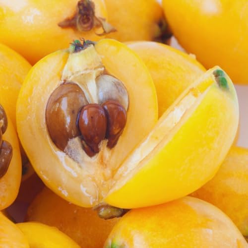Golden Loquat Fruit Tree Live Plant, Garden Orchard Fruit Tree, 4 Inch Pot - Image 2