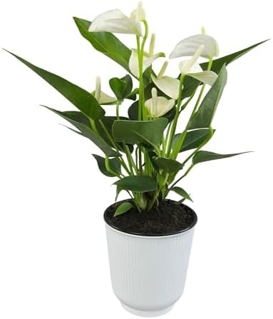 White Anthurium Live Sympathy Plant (Approx 11-14" Tall), Easy to Grow Flowering Houseplant in 4" White Decor Pot by Plants for Pets by PlantsforPets