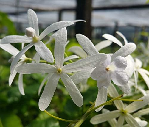 White Queens Wreath Sandpaper Bluebird Vine -Petrea volubilis 'Alba' - Live Plant - Hanging Flower Clusters - 6-8 Inches Tall - 4 Inch Pot - Image 6