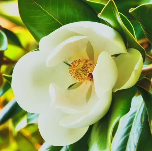 Southern Magnolia ‘D.D. Blanchard’ Live Tree – Magnolia grandiflora – Fragrant White Flowers – Evergreen Ornamental Shade Tree – 1–2 Ft Tall Plant - Image 4