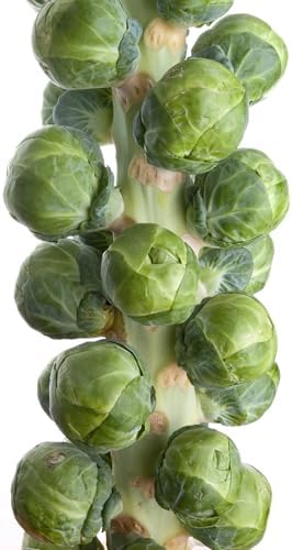 500 Brussel Sprout Seeds for Planting - Heirloom Non-GMO USA Grown - Long Island Improved Variety - Cool Weather Vegetable Seeds for Home Garden Planting by RDR Seeds by RDRSeeds