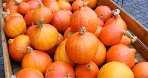 Japanese Red Kuri Squash Seeds - 40+ Count - for 2026 Planting Hokkaido Orange Winter Pumpkin Ambercup Oriental Hubbard Asian Golden Garden Grow Your Own Home Farm Patio Healthy - Image 4
