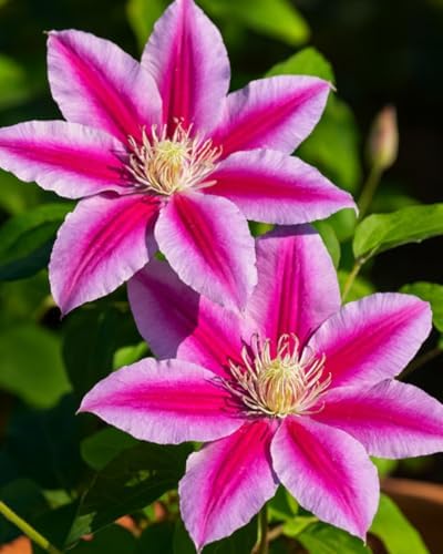 Perennial Farm Clematis 'Dr. Ruppel' Hybrid – Live Flowering Vine in 4 Quart Container, Large Rose-Pink Blooms with Deep Pink Stripes, Long Blooming, Ideal for Trellises, Arbors & Garden Fences - Image 5