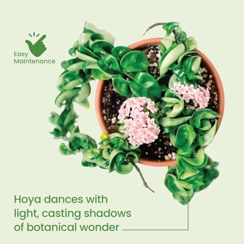 American Plant Exchange Hoya Assorted Plants – 4-Inch Pots, Pack of 3 – Live Flowering Wax Vines, Easy Care Indoor Plants with Colorful Blooms for Home, Garden, or Patio Decor - Image 3