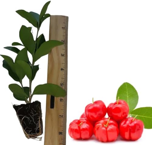 Barbados Cherry Live Plant, Fruit Tree, 5-7 Inch Tall - Image 3