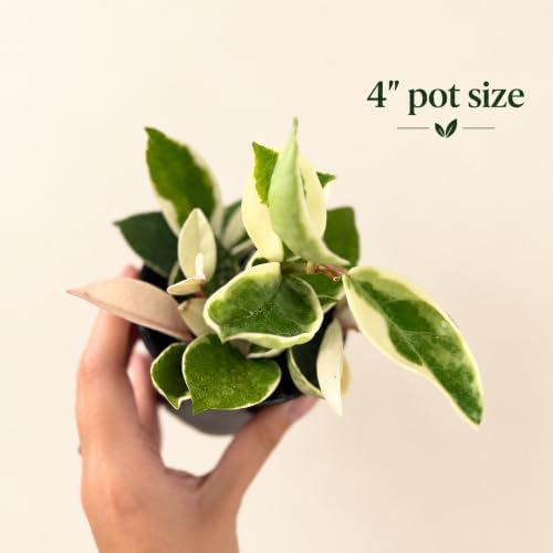 Hoya Carnosa Krimson Queen Variegata Live Plant - Image 3