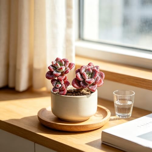 Graptosedum 'Miul' Live Succulent Plant 3-3.5 Inch, Rare Hybrid Succulent Bare Root No Pot, Easy Care Indoor Outdoor Houseplant for Home Garden Decor, Gift for Plant Lovers - Image 7