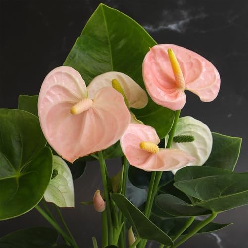 Pink Anthurium Live Plant (Approx. 13-16" Tall), Real Flowers/Unique House Plants in 4" Nursery Pot, Floral Office Plants, Air Purifying Plants & Cool Gifts for Plant Lovers by Plants for Pets - Image 3