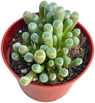 Live Succulent 4" "Baby Toes Fenestraria Rhopalophylla, Succulents Plants Live Fully Rooted House Plant for Home Office Decoration, DIY Projects by The Succulent Cult by TheSucculentCult