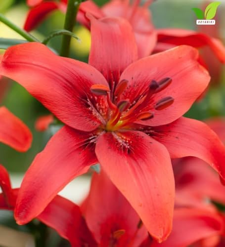 Votaniki Lily Red County Top Size Asiatic Lily Bulbs with Deep Red Summer Flowers Hardy Perennial Plant for Borders Cut Flower Gardens Containers and Outdoor Landscapes (Pack of 5) - Image 2