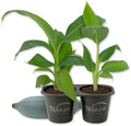 Ice Cream Banana Tree - 2 Live Starter Plants - Musa Acuminata Balbisiana - Edible Fruit Bearing Tree for The Patio and Garden by WekivaFoliage