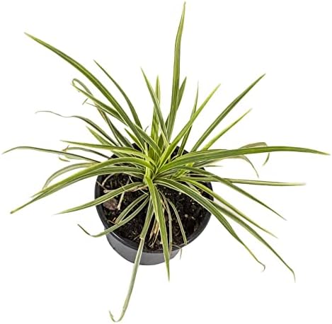 Aztec Grass Liriope Muscari, Outdoor Plants Live Ornamental Grass Plants Live Plants, Evergreen Garden Decor, Landscape Edging Liriope Plants, Flowering Plant Blooms Purple Flowers by Plants for Pets - Image 2