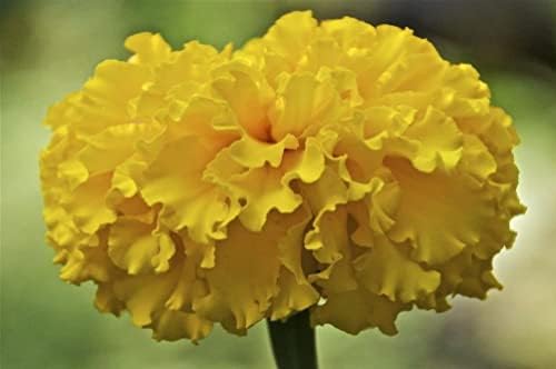200 Pcs Mixed Marigold Seeds Flower to Plant Bonsai Home Decor - Image 5