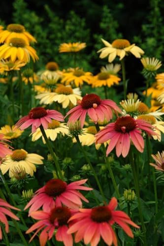 Perennial Farm Marketplace Echinacea purpurea ‘Cheyenne Spirit’ (Coneflower) Live Perennial, Size-Quart, Mixed Color Summer Flowers, USDA Zones 4-8 - Image 2