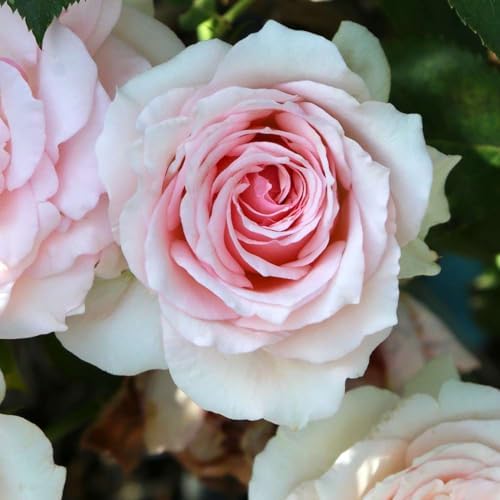 Heirloom Hardy Roses, Live Own Root Plant, Hawkeye Belle by HeirloomRoses