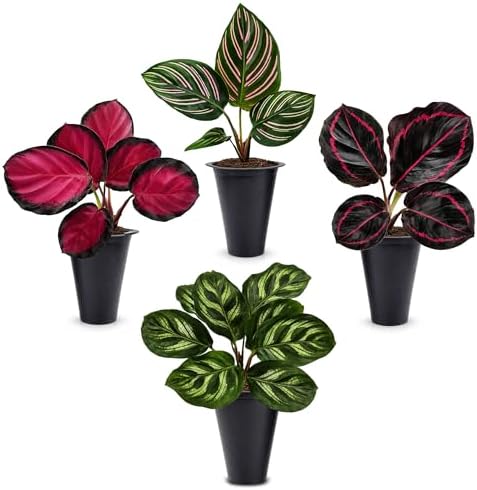 Calathea Collection (4 Pack) Live Plants - Prayer Plants, Air Purifying Plant Indoor, Easy Plants Live Houseplants, Perfect for Home, Room, or Office Decor, Real Plants Indoor/Outdoor by FamPlants