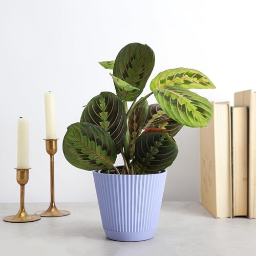 Live Red Prayer Plant, Pet Friendly, Easy to Grow, 4" Diameter Pot - Image 3