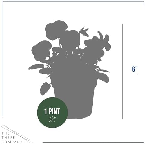 Pansy - Blue (4 Pack), Live Winter Flowering Annual, Beautiful Winter Color, 6" Tall by 4" Wide in 1 Pt Pot - Image 4