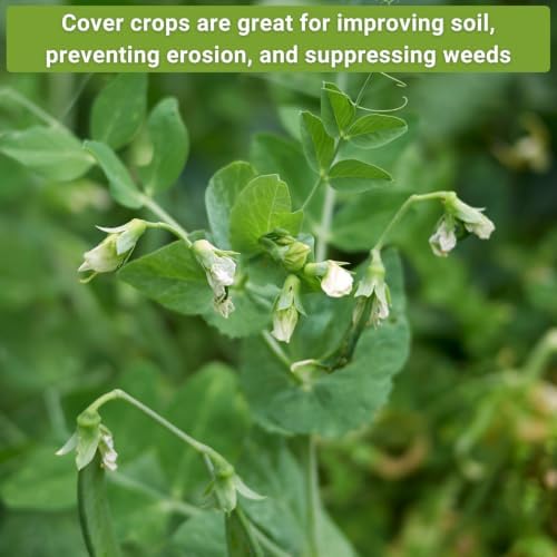 Sow Right Seeds- Cover Crop Seed Collection for Planting for Improving Soil - Image 4